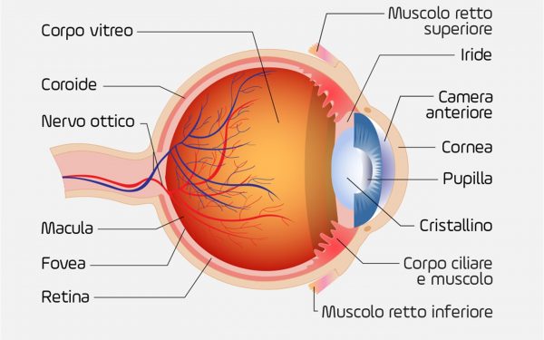 anatomia_occhio